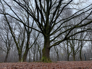 Large tree with wide branching limbs in a quiet winter forest surrounded by bare trees and fallen leaves creating a calm natural outdoor landscape