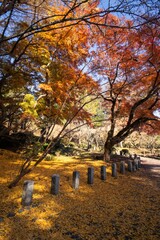 千葉県成田市　紅葉の成田山新勝寺
