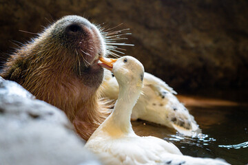 A capybara and a duck share a tender moment in the water