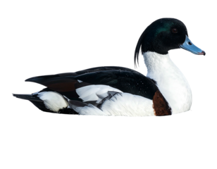 Elegant duck rests on water, with a black head, white chest, and iridescent green markings