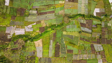 Obraz premium Agricultural land with sown green fields in countryside. Kayu Aro, Indonesia.