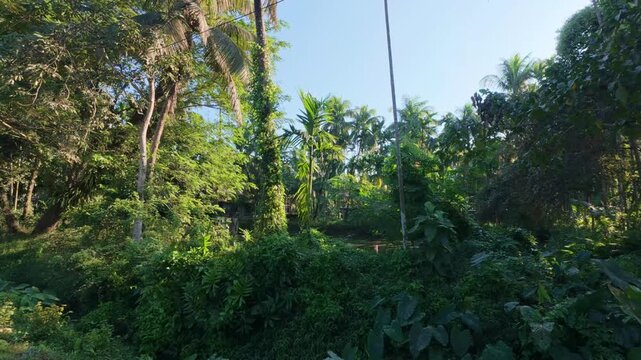Jungle Canopy: A vibrant scene unfolds as verdant trees and lush foliage intertwine, bathed in the soft glow of the sun, creating a sanctuary of biodiversity.
