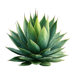Green Agave Plant with Sharp Spiky Leaves and Yellow Edges Isolated on Black Background succulent, Png Isolated On White, Transparent Background
