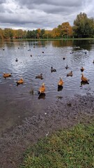 City pond in an autumn park with ducks