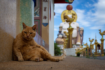 Ginger cat relaxing in front of a temple with a large Buddha statue