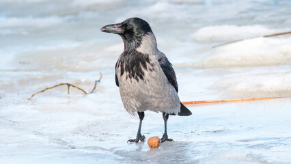 Fototapeta premium crow in snow