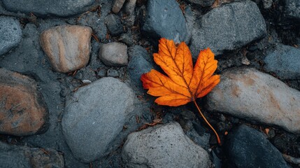 Stunning orange maple leaf gracefully resting on weathered river rocks creating a striking autumn scene perfect for seasonal promotions and nature designs