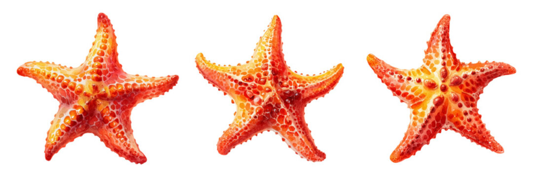 Watercolor set of starfish. Realistic red starfish on isolated background. Marine and ocean animals. Elements of the sea, ocean, beach, etc. Summer clipart. Vector illustration.