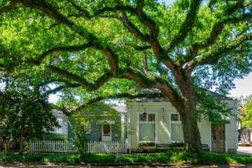 Fototapeta premium Majestic oak tree in a street of the Garden district in New Orleans, Lousiana