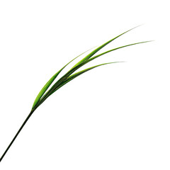 Fototapeta premium Single Green Grass Blade with Translucent Edges Illuminated Against Black Background plant nature, Png Isolated On White, Transparent Background