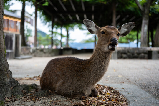 A beautiful deer rests peacefully in a park setting, looking alert and curious.