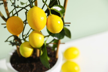 Potted lemon tree with ripe fruits on table indoors, closeup. Space for text