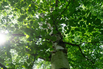 Fototapeta premium Region Teutoburger Wald