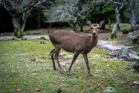 A beautiful deer stands gracefully in a park, looking directly at the camera