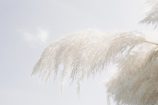 Soft White Pampas Grass Against a Clear Sky for Calm Natural Decor and Nature Theme