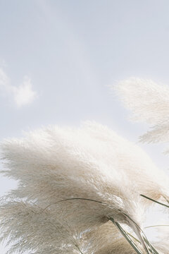 Soft White Pampas Grass Against a Clear Sky for Calm Natural Decor and Nature Theme
