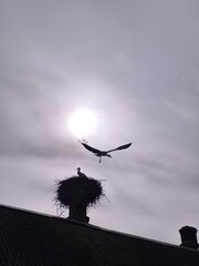 stork in flight