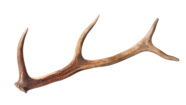 Deer horn isolated on white background.