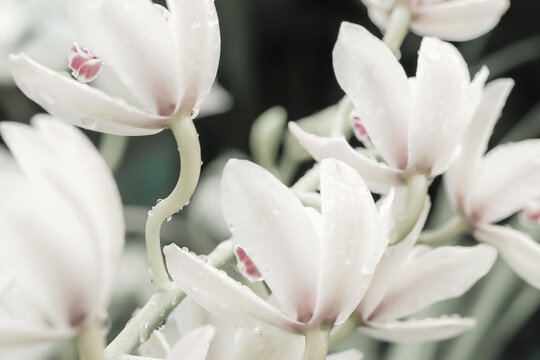 Delicate White Orchid Flowers.Demonstrating trendy color of the year 2026