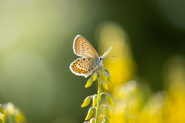 Common Blue butterfly on a yellow flower