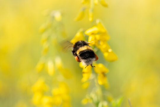 Bumble bee on a yellow flower