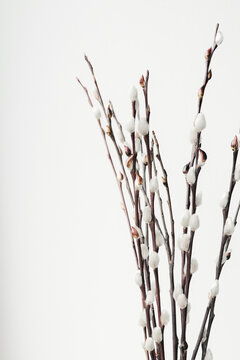 Pussy Willow Branches With Soft White Catkins. Demonstrating trendy color of the year 2026