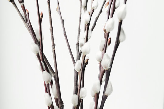 Pussy Willow Branches With Soft White Catkins. Demonstrating trendy color of the year 2026