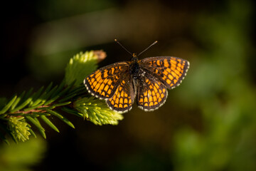 Heath fritillary butterfly on a spruce branch