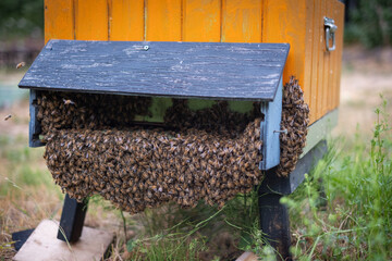 swarming brown bees on a beehive