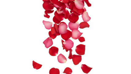 Red and pink rose petal cascade isolated on transparent background