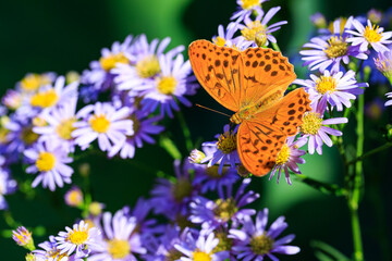 秋の野花にとまる鮮やかな蝶