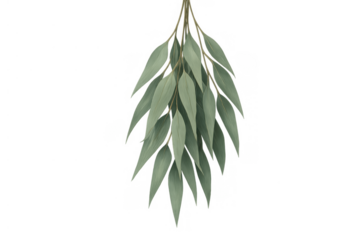 Eucalyptus sprig featuring green foliage and leaves. Fresh natural branching element with a transparent background