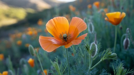 Vibrant orange poppy flower in soft focus with a field of wildflowers in the background