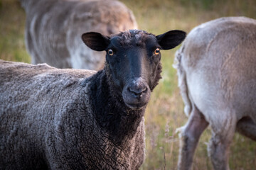 Sheep herd in dry grass in Sweden
