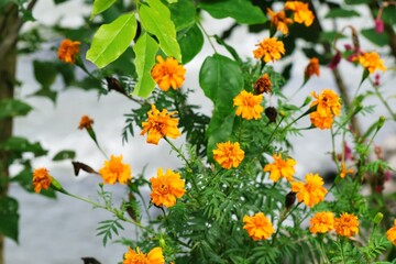 Vibrant yellow marigold flowers blooming beautifully in a green outdoor garden.