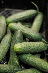 Fresh green cucumbers piled together, showcasing their textured skin and crisp, natural appearance in a market setting.