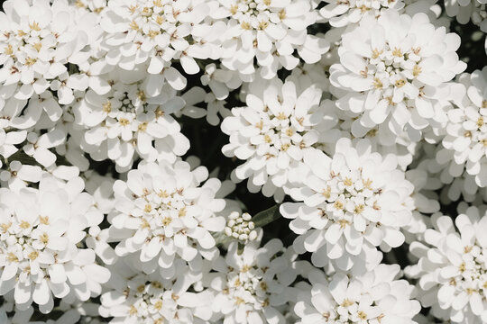 A close-up of white flower blooms with tiny water droplets. Soft focus and pale tones convey freshness, calm, and beauty-ideal for nature, floral, and spring-themed stock usage.