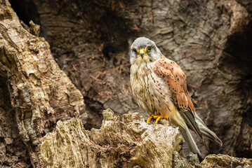 Kestrel, Scientific name:  Falco tinnunculus. Close up of male Kestrel perched inside the hollow of a decaying tree.  Facing front. Copy space.  Horizontal.