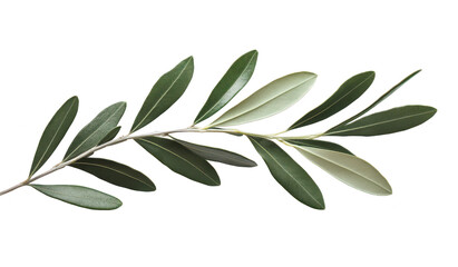 A close-up view of an olive branch its elongated. glossy green leaves arranged elegantly. set against a clean white background. ideal for nature-themed designs or organic product promotions
