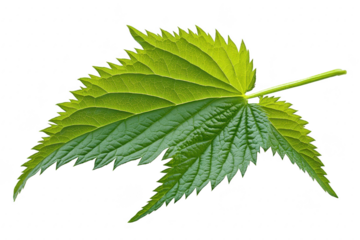 A green leaf intricate textures and patterns. captured against a clean white background. ideal for nature-themed designs or botanical studies