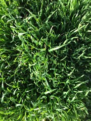 Bright green grass with long thick leaves cut or sunburnt on the edges and densely covering all the ground creating a natural pattern