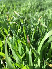 Green grass with tall leaves densely covering all the ground creating a natural pattern and bathing in the light of the warm sun