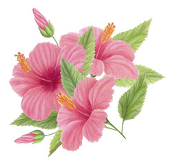 Watercolor illustration of exotic pink hibiscus flowers with green leaves isolated on white. Tropical floral composition for botanical designs, greeting cards, packaging, branding and summer projects.