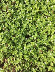 Chickweed with white flowers and rounded leaves thickly covering all the ground creating a natural pattern and bathing in the sunlight; a closeup photo can be used as a background, texture, wallpaper.