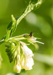 Longhorn moth in nature. Close-up of the insect. Adelidae.
