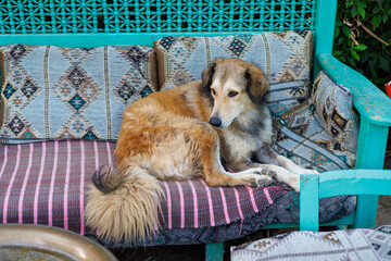 Fototapete bei efototapeten.de bestellen   