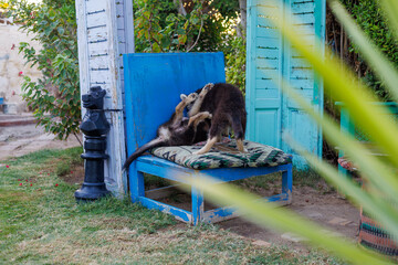 Fototapete bei efototapeten.de bestellen   