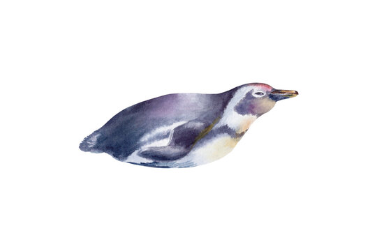 African Jackass Penguin (Spheniscus Demersus) The Endangered Spectacled Bird of South African and Namibian Coastlines.Hand drawn isolated watercolor illustration,call to preserve an endangered species
