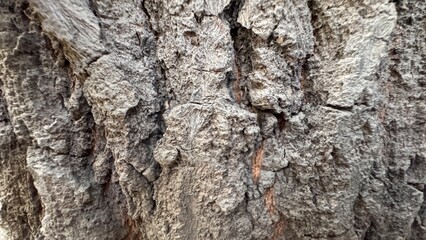 Detailed close up of rough textured tree bark surface showing natural cracks patterns dry wood and organic structure on white background