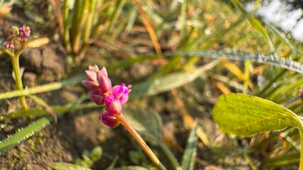 Macro close up of tiny pink wildflower buds growing among grass with morning sunlight and natural outdoor texture on white background
